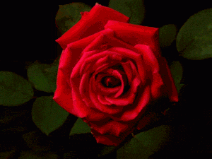 tumblr n7f1q839mf1s2mmayo1 400[1]