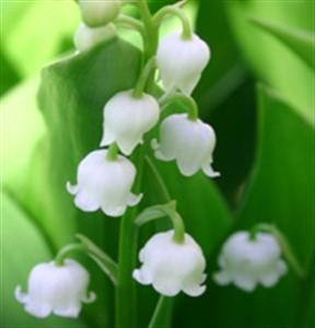 muguet1.jpg