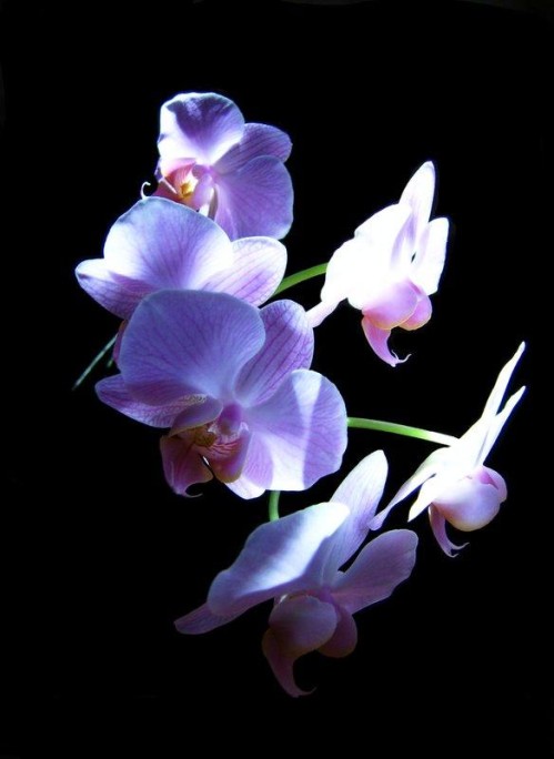Shiny_orchid_by_unusualPhoto.jpg