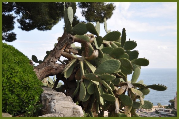cactus-.jpg