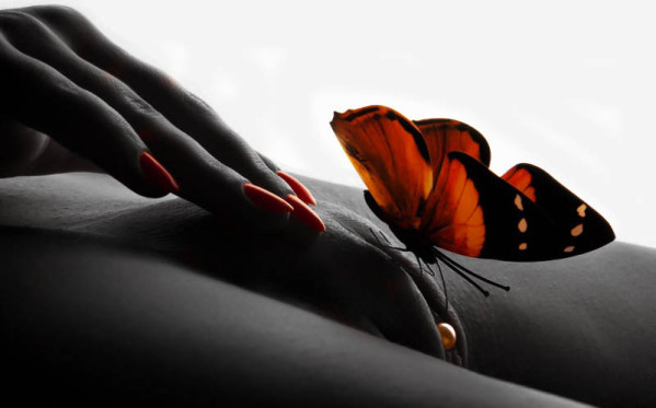 Papillon-b.jpg
