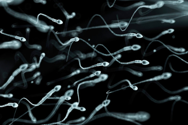 f0077677-human sperm artwork-spl-800x533