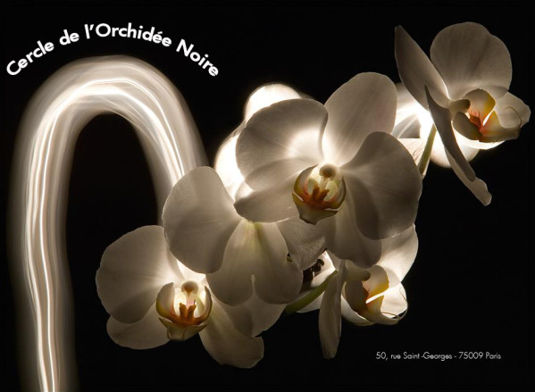 orchidees5.jpg