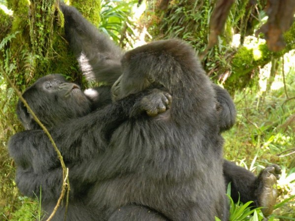 savoir 146 gorilles femelles