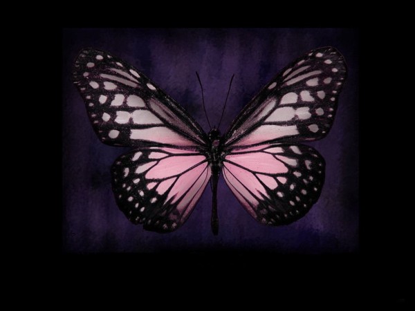 butterflydkWPbg-copie-1.jpg
