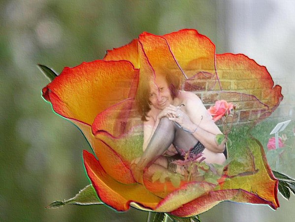La rose Michèle parmis les roses