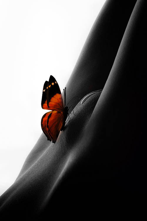 Papillon-a.jpg
