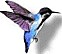 colibri