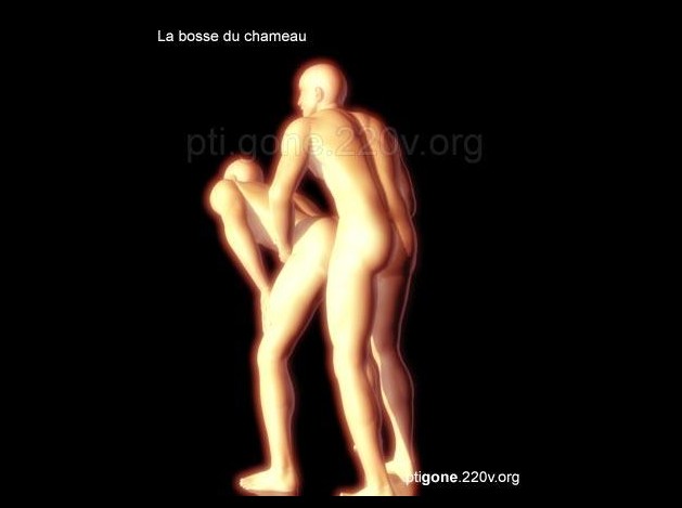 bosse_chameau_03.jpg