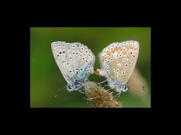 couple-de-bleus.jpg