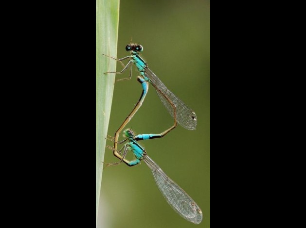 demoiselles.jpg