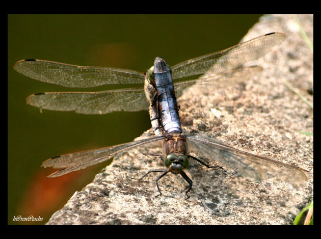 libellules-6.jpg