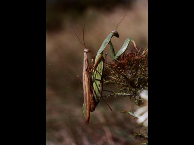 mantes.jpg