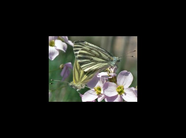 papillons-blancs-sur-cardamine.jpg