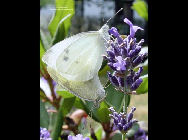 papillonsblancharenatoche.jpg