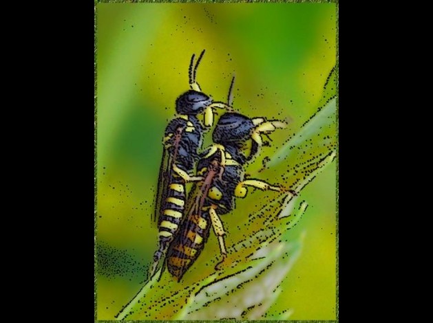 tu-le-sens-mon-dard.jpg