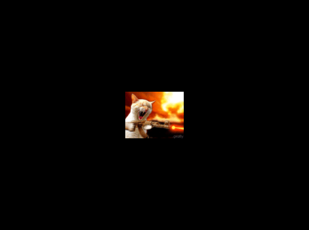 0chat-qui-tue.gif