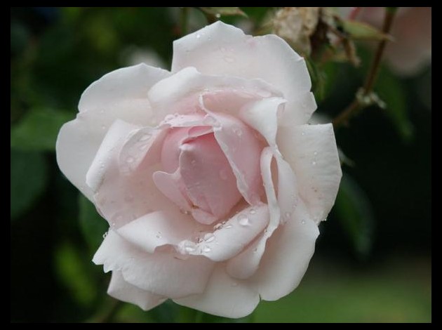 rose0001.jpg