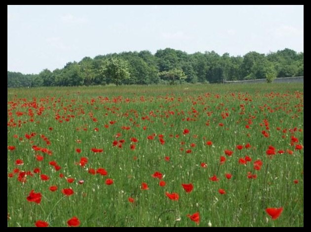 coquelicots100.jpg