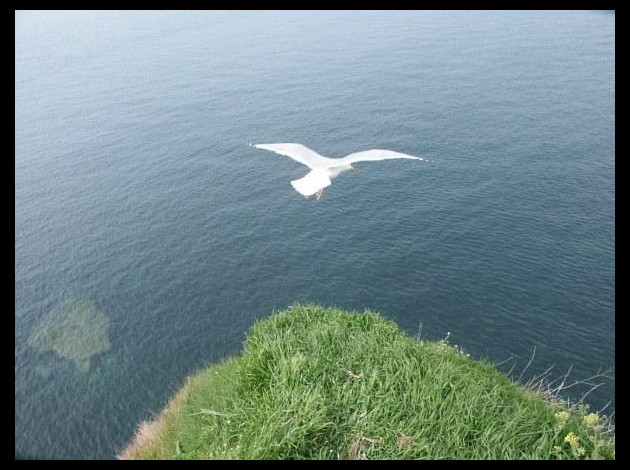 mouette00.jpg
