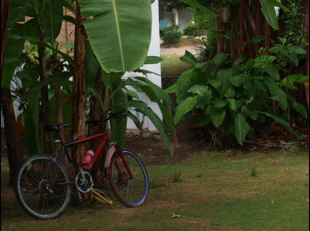 La-bicyclette-au-jardin--Panagsama-.jpg