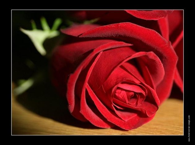 galerie-membre-saint-valentin-photo-rose-rouge-01.jpg