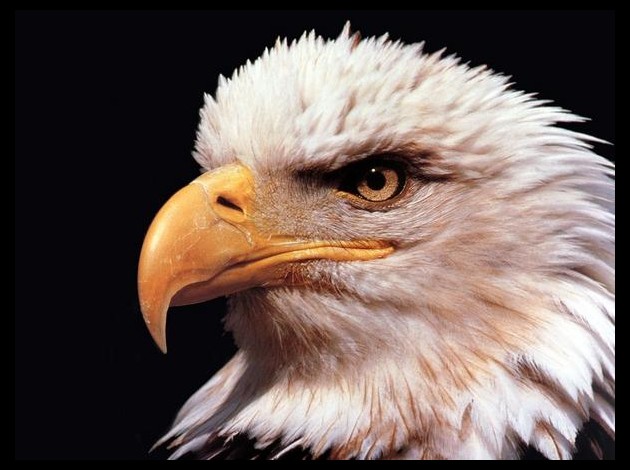 aigle-a.jpg