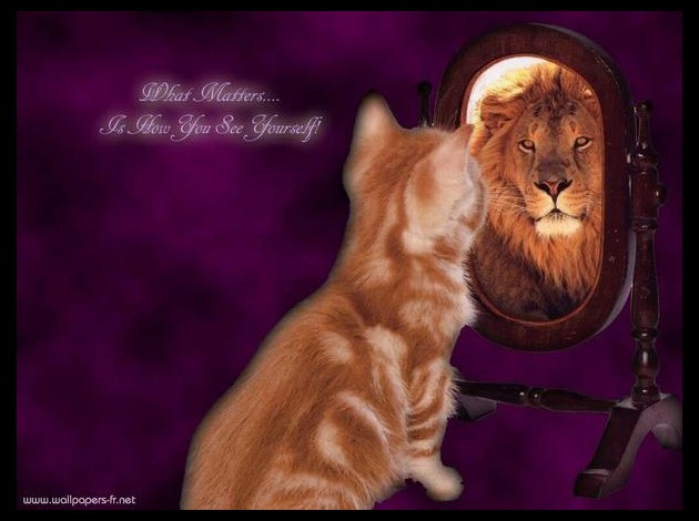 chat-lion.jpg