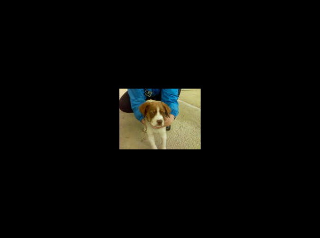 mon-ti-chien.jpg
