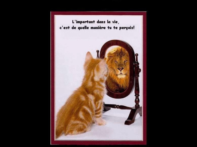 cat-miroir.jpg