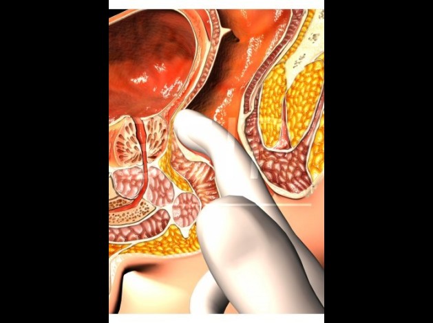 Anatomie   10 