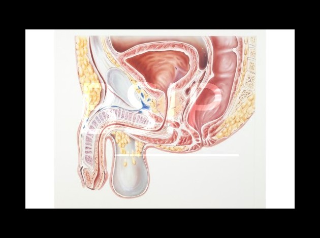 Anatomie   13 