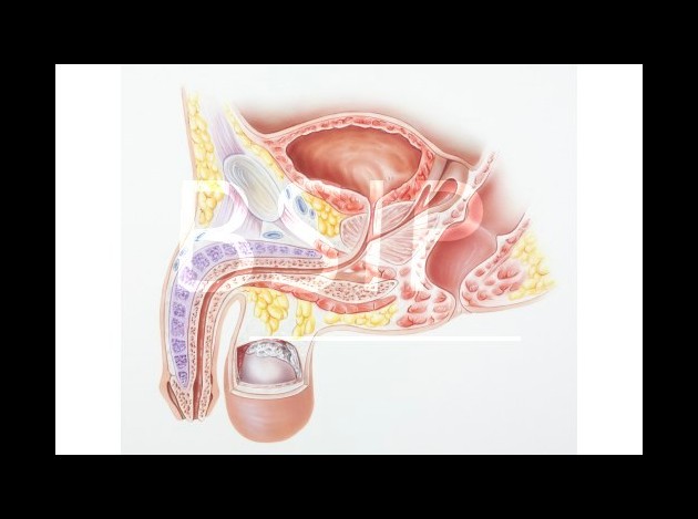 Anatomie   14 
