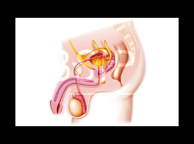 Anatomie   2 