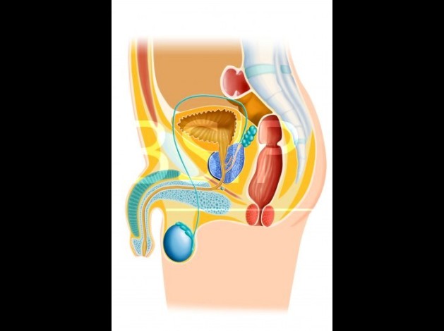 Anatomie   3 