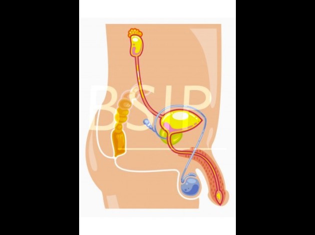 Anatomie   4 
