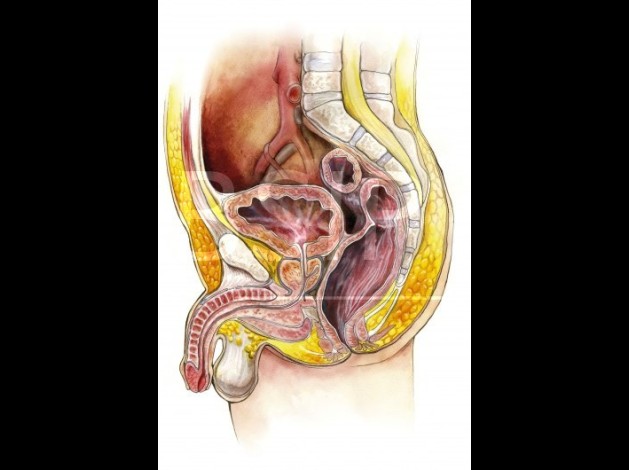 Anatomie   8 