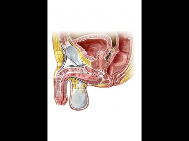 Anatomie   9 