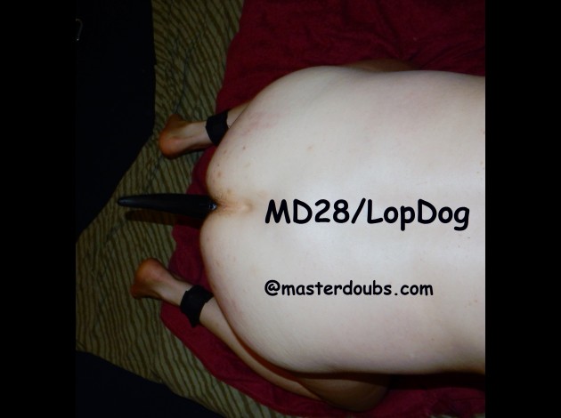 2015.11 Feb  Md28LopDog (5)