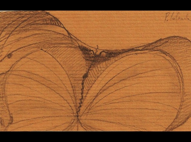 036