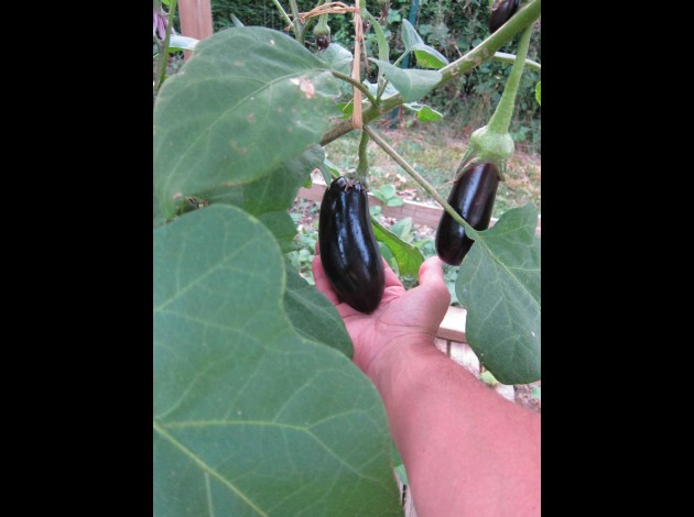 calibrage-aubergine0