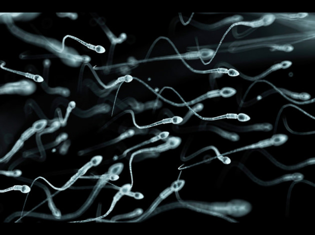 f0077677-human sperm artwork-spl-800x533