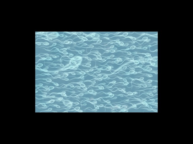 sperm