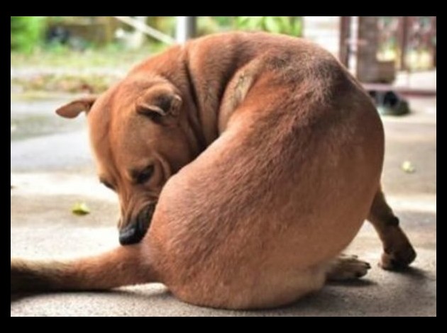 chien keu