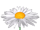 marguerittes009.gif