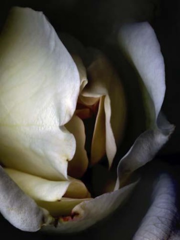 roses05.jpg