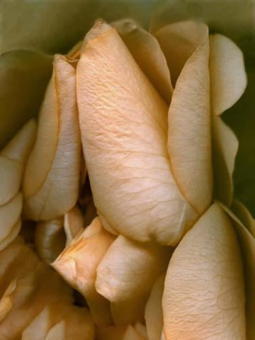 roses17.jpg