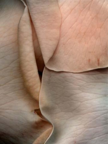 roses22.jpg