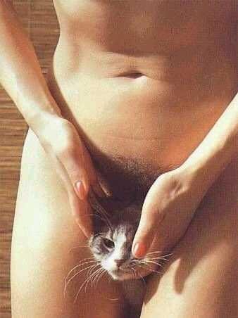 lachatte.jpg