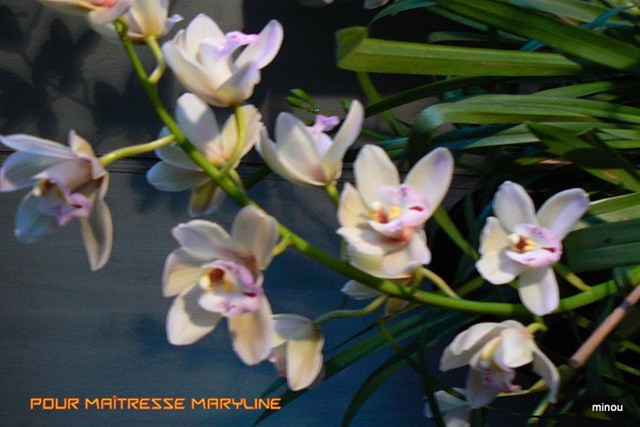 maitresse0087_2.jpg